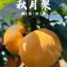 山东莱阳秋月梨同城果鲜抖音达人头像