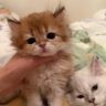萌猫超会买抖音达人头像