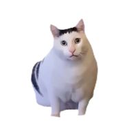 芝士小猫抖音达人头像