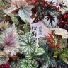 彤茹欣花卉园艺优品小铺抖音达人头像