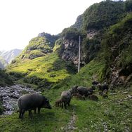 四川大山放猪哥抖音达人头像