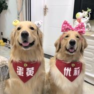 金毛蛋黄抖音达人头像
