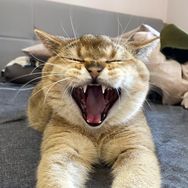 反反正不了🐱抖音达人头像