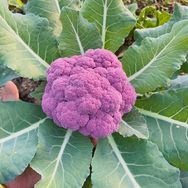 番茄熊种苗抖音号头像