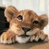 豹豹猫猫抖音达人头像
