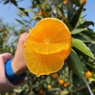 好吃的冰糖橙抖音号头像