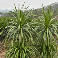 源龙园艺种植基地1抖音达人头像