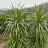 源龙园艺种植基地1抖音达人头像