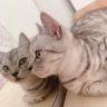 淘淘猫影视抖音达人头像