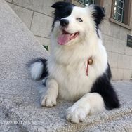 边牧咖宝抖音达人头像