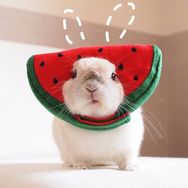 果果小兔KocoBunny抖音达人头像