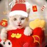 二叔说猫抖音达人头像