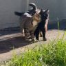 猫咪日记抖音达人头像