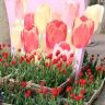 芮易分享抖音达人头像
