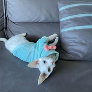 蛋卷是只猫抖音达人头像