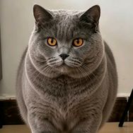 布丁是只猫抖音达人头像