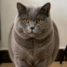 布丁是只猫抖音达人头像