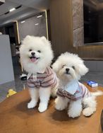 奢潮衣帽间抖音达人头像