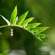 绿野花卉供应链抖音号头像