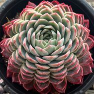 马龙区福康安园艺抖音号头像