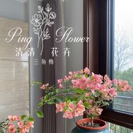 清清三角梅花卉抖音达人头像