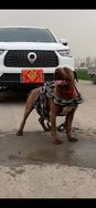 乡下人养犬抖音达人头像