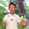 🍒李樱桃🍒樱桃坐果技术研究抖音达人头像