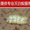 除敌除虫环保服务有限公司官方号抖音达人头像