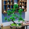 花小匠园艺盆景抖音达人头像