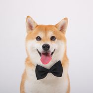 柴犬姜老三抖音达人头像