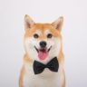 柴犬姜老三抖音达人头像