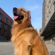 犬旺宠物食品旗舰店抖音达人头像