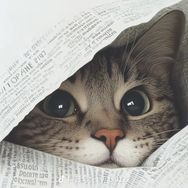 麟的猫抖音达人头像