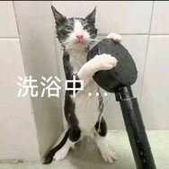 流浪猫福利院抖音达人头像