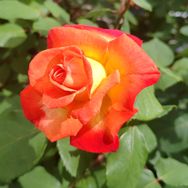 果缘鲜芭乐农场抖音号头像