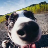 牧屿边牧犬舍（CKU认证）抖音达人头像