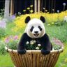 小熊猫飞云拆卡(共赢)抖音达人头像