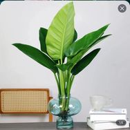 飞粤港园艺抖音达人头像