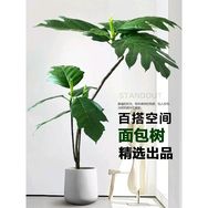 广东梅阁绿植花卉2抖音达人头像