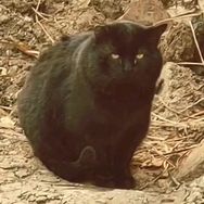 我和流浪猫抖音达人头像