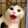 初秋弟的猫抖音达人头像