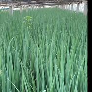 老陈蔬菜种植抖音达人头像