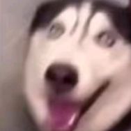 一条牢超哦233抖音达人头像