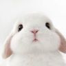 小田🎀︅抖音达人头像