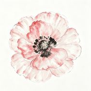 虞美人抖音达人头像