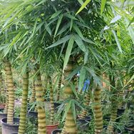 梵蔓花卉抖音达人头像