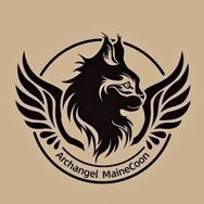 大天使缅因猫舍AngelStar~招副播抖音达人头像