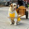 巴顿(拉布拉多）抖音达人头像
