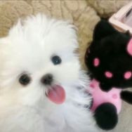 喵医森（猫狗双全版抖音号头像