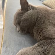 宠物小精灵抖音号头像